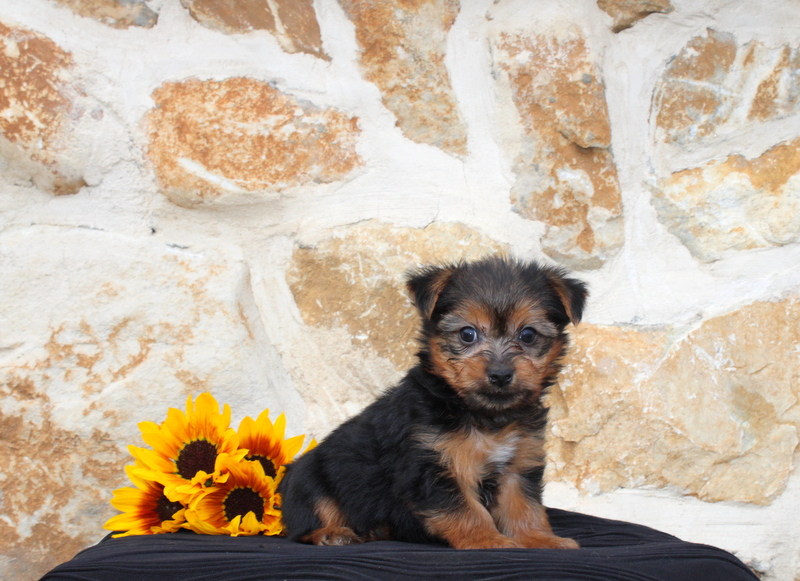 puppy, for, sale, Yorkie, Matthew B. Stoltzfus, dog, breeder, Gap, PA, dog-breeder, puppy-for-sale, forsale, nearby, find, puppyfind, locator, puppylocator, aca